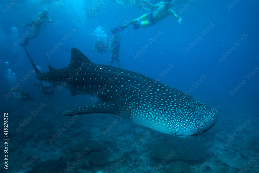 Fototapeta premium Group of people snorkeling with whale shark. Maldives