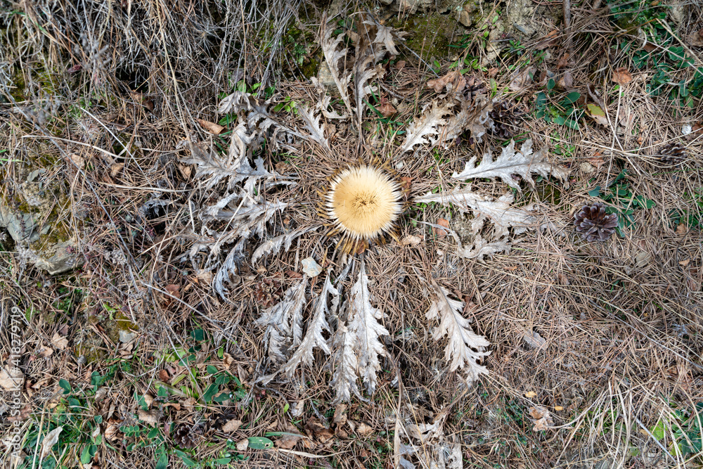 the yellow flower dried by the winter cold the yellow flower dried by the winter cold