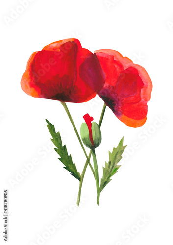 Fototapeta Naklejka Na Ścianę i Meble -  Scarlet poppy flowers poster, watercolor