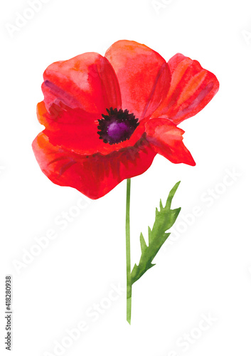 Scarlet poppy flower poster  watercolor