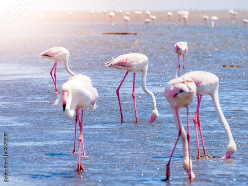 Flamingos eating from shallow water © pyty