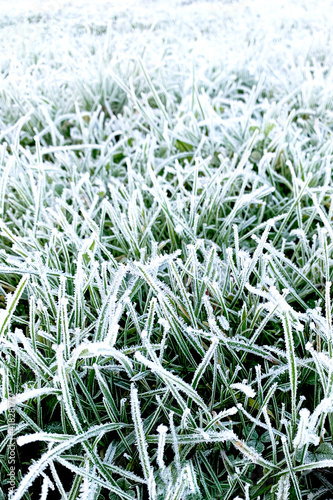 Green grass covered with frost. The phonus is in the foreground. The distant shot is blurry. Close-up. Background for your design or lettering.