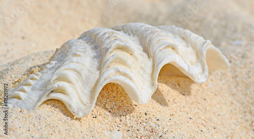 Überdimensionale Muscheln  am Strand  Südseeparadies - Rarotonga   