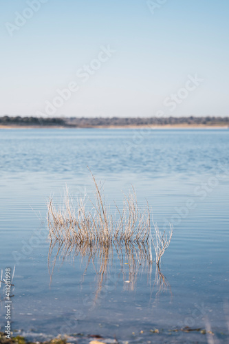 Some plants survive in a lake