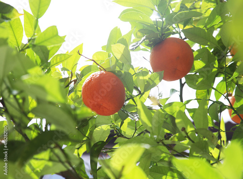 Fototapeta Naklejka Na Ścianę i Meble -  orange tree on greece street