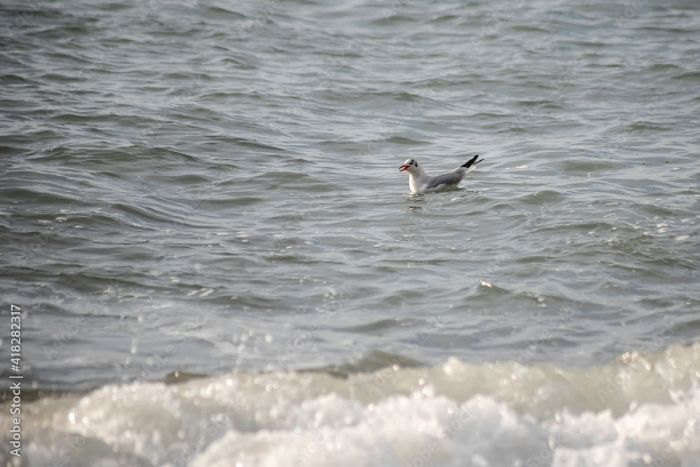 Seagull walks on the sea shore at evening time. Seagull walks on the sea shore at evening time.