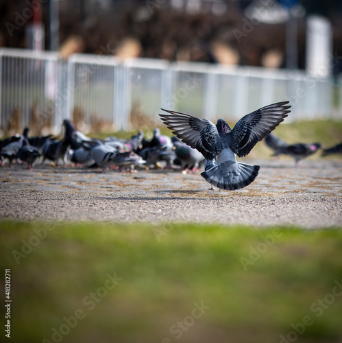 Pigeon in the anllug of a flock of pigeons on the ground with spread wings photographed from behind, the focus on the flying pigeon.. photo