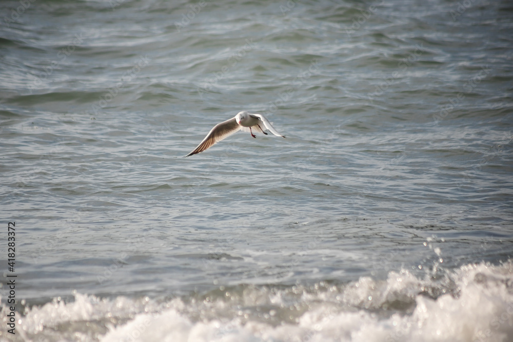 Seagull walks on the sea shore at evening time.