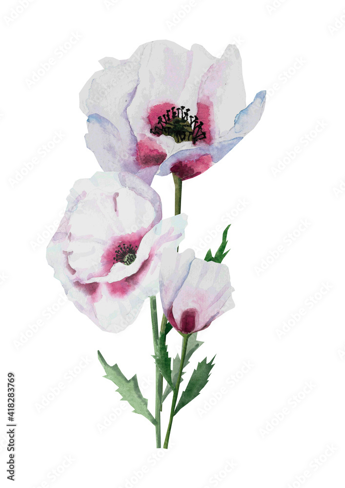 Delicate Lilac poppies in watercolor