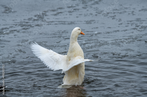 Nice wild white duck mallard with rare genetic color mutation in swarm of wild ducks at winter lake