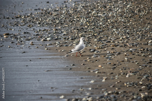 Seagull walks on the sea shore at evening time.