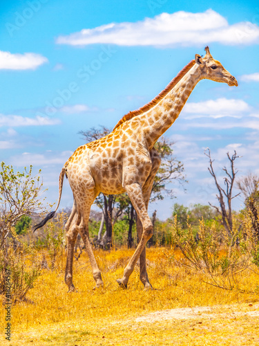 Cute giraffe in african savanna