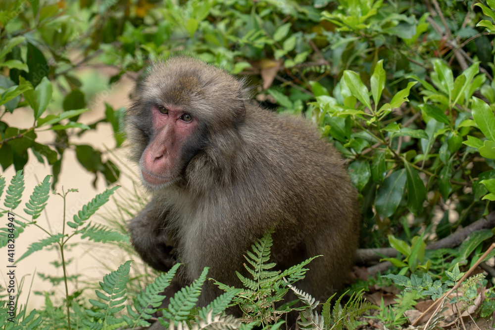 Fototapeta premium Monkey