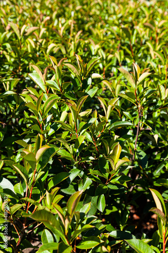 Green hedge close-up. Natural background.