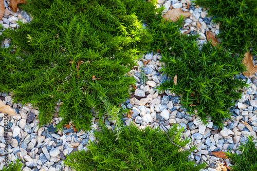 Green plants in stones close-up.