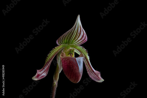 Closeup side view of beautiful purple, green and white flower of lady slipper orchid species paphiopedilum fowliei isolated on black background