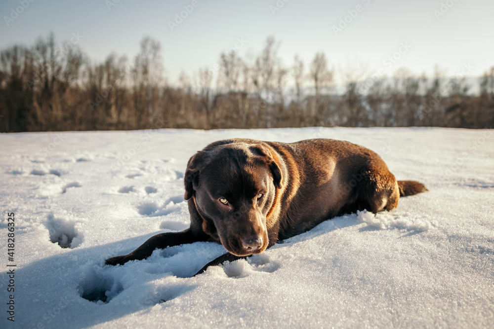 A brown and white cow lying on top of a snow covered field A brown and white cow lying on top of a snow covered field