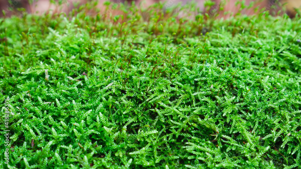 Natural background. Green moss texture close-up with shallow depth of field. Sunlight. Natural background. Green moss texture close-up with shallow depth of field. Sunlight.