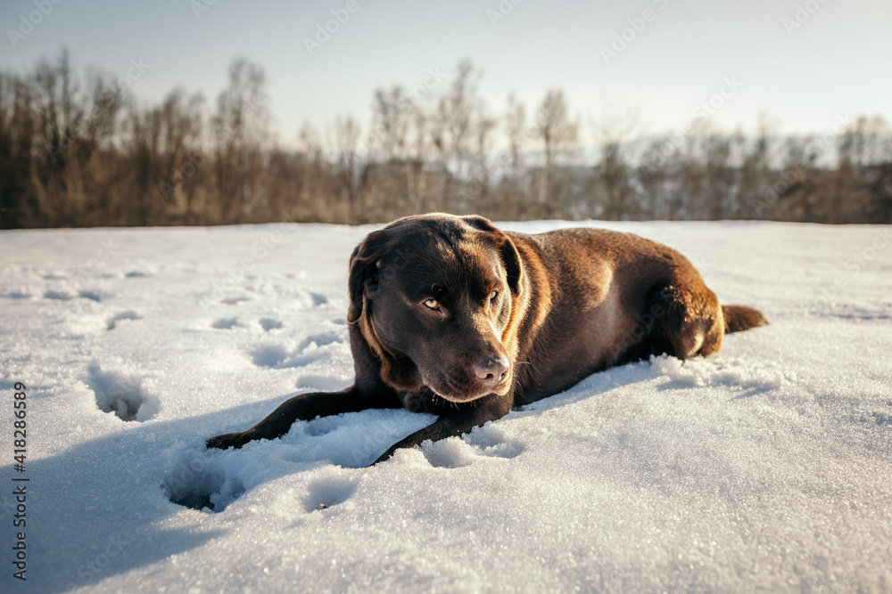 A dog lying on the snow a Labrador A dog lying on the snow a Labrador