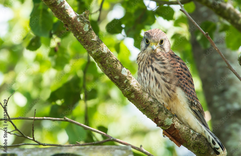 young kestrel sitting in a tree young kestrel sitting in a tree