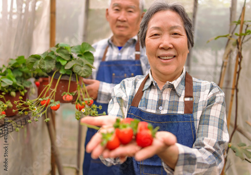 Happy senior couple working in the garden and showing the strawberry
