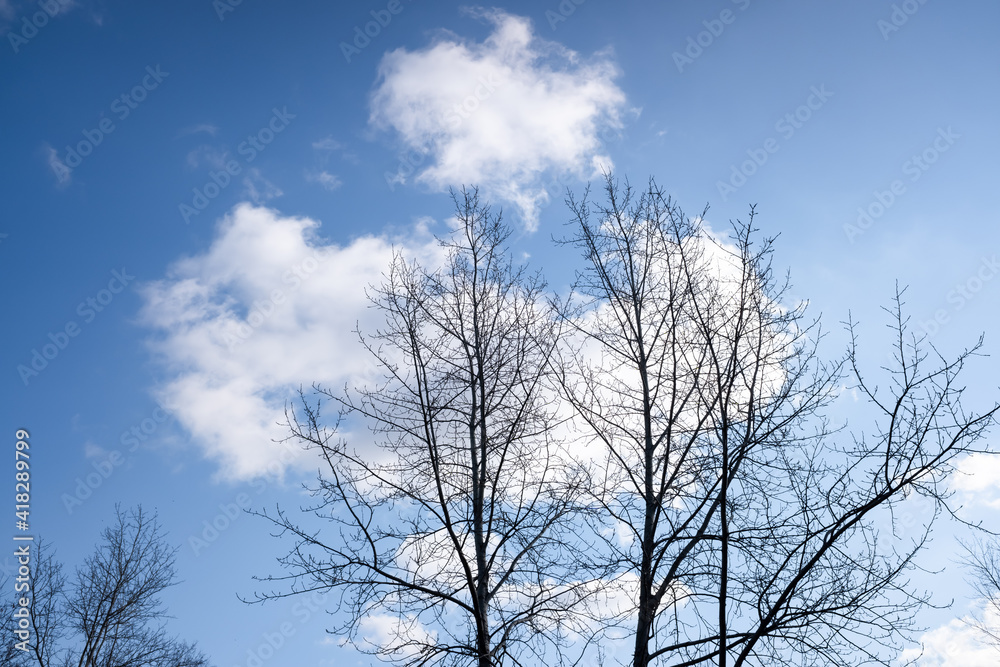 Autumn branches of trees, against a blue sky with white clouds. Autumn branches of trees, against a blue sky with white clouds.