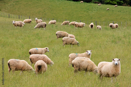 Flock of sheeps in the hills of New Zealand