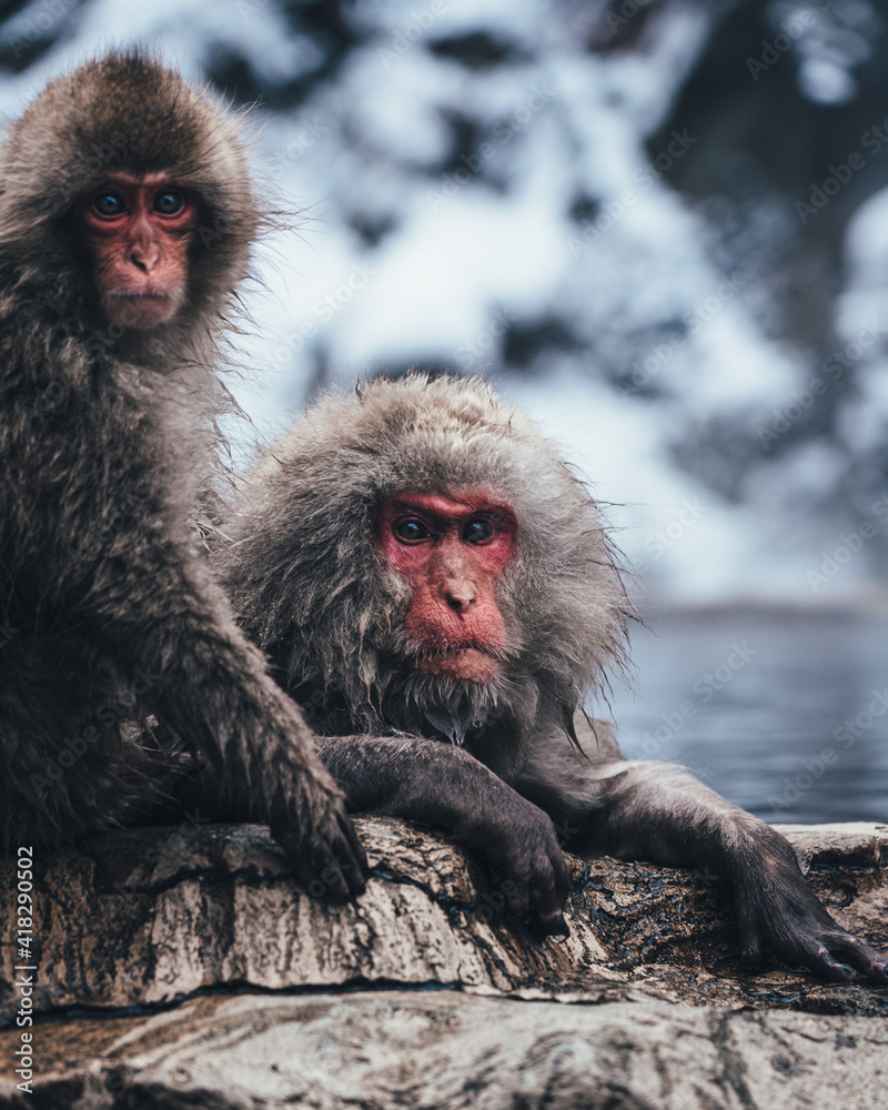 Naklejka premium Snow Monkey in Hot Spring 地獄谷の猿 Japanese Macaques