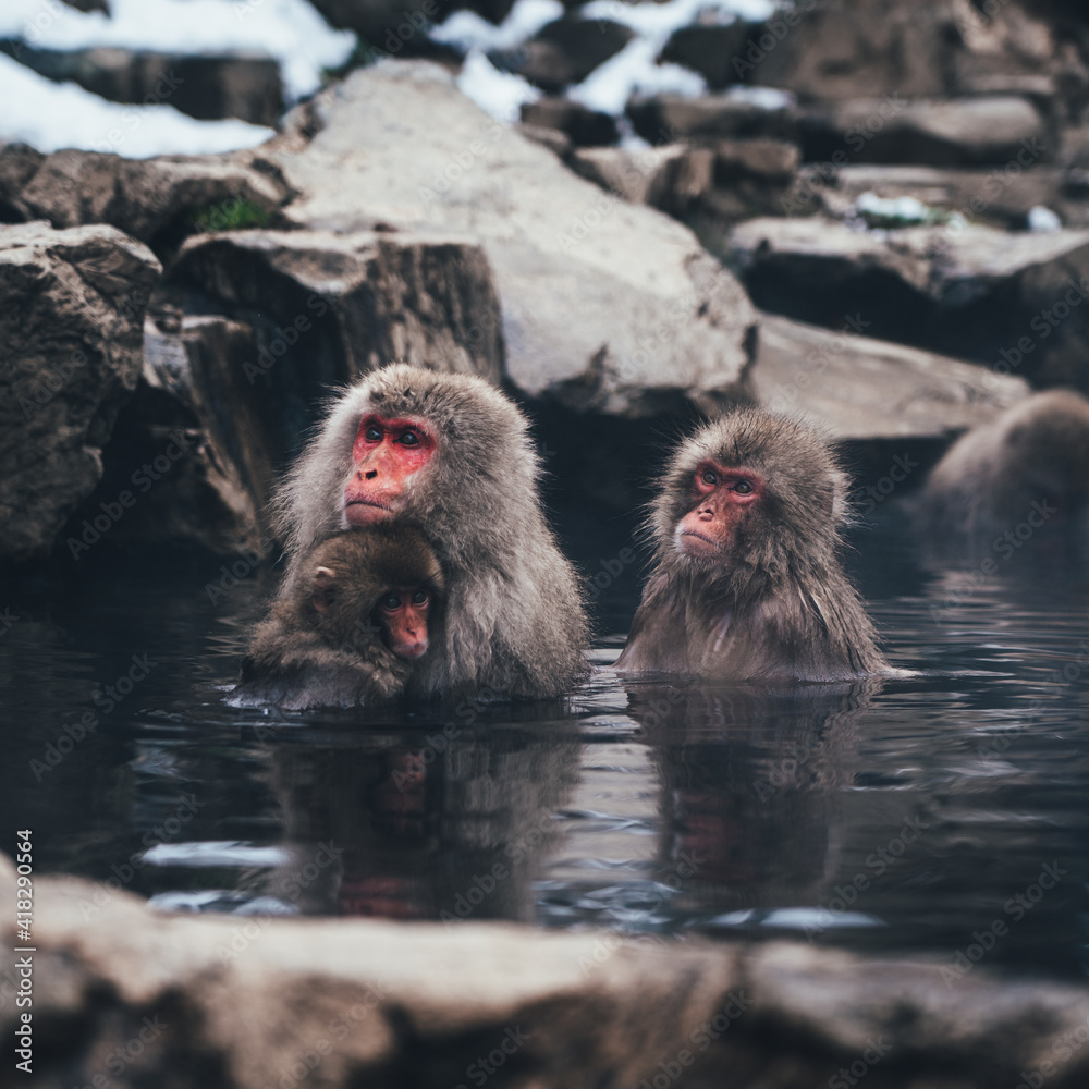 Naklejka premium Snow Monkey in Hot Spring 地獄谷の猿 Japanese Macaques