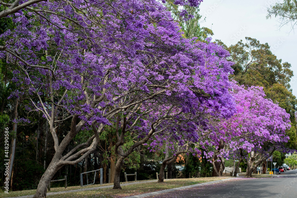 Fototapeta premium Jacaranda tree in a full bloom with beautiful purple flowers.