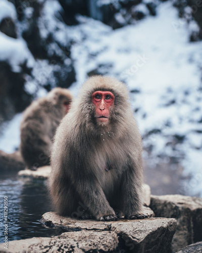 Canvas Print Snow Monkey in Hot Spring　地獄谷の猿　Japanese Macaques