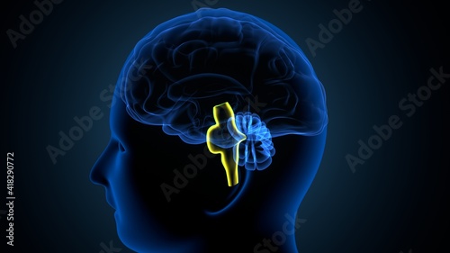 3d illustration of human brain anatomy.