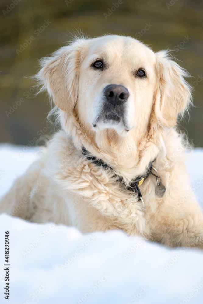 Süsser Golden Retriever liegt aufmerksam im Schnee