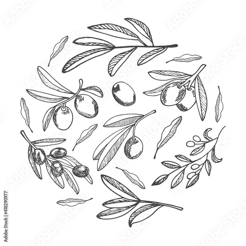 A set of olives arranged in a circle. Illustration for the design of Italian cuisine, packaging for food, cosmetic products with extra virgin oil.