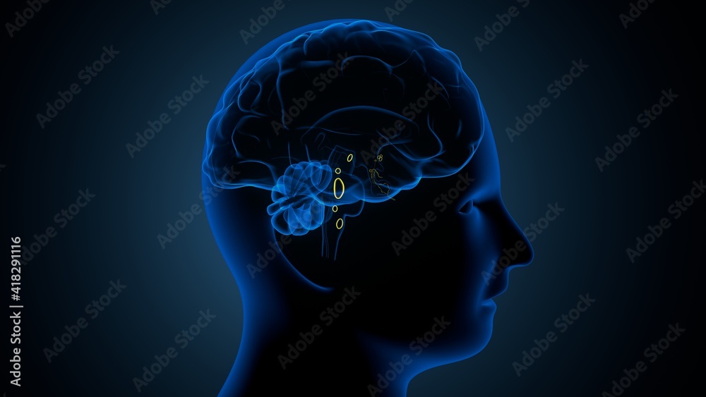 3d illustration of human brain anatomy. 3d illustration of human brain anatomy.