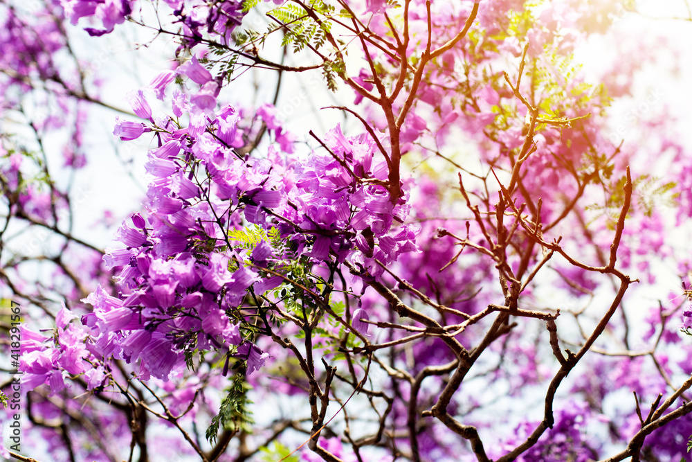 Jacaranda tree in a full bloom with beautiful purple flowers. Jacaranda tree in a full bloom with beautiful purple flowers.