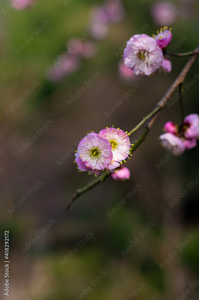Plum blossoms in spring in Yellow Crane Tower Park, Wuhan, Hubei