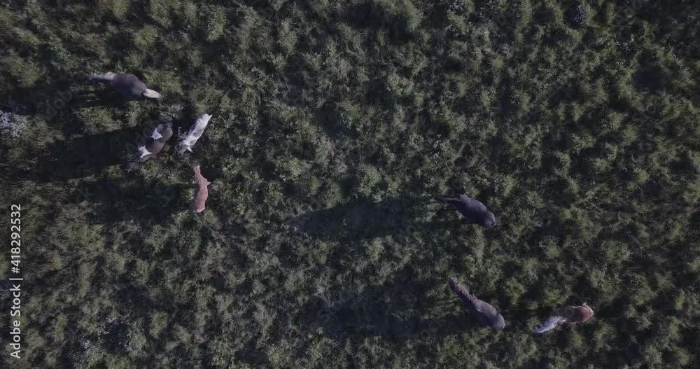 ICELAND - 5 SEPTEMBER 2018 - Aerial view of horses grazing alongside a roadway in Southern Iceland. ICELAND - 5 SEPTEMBER 2018 - Aerial view of horses grazing alongside a roadway in Southern Iceland.