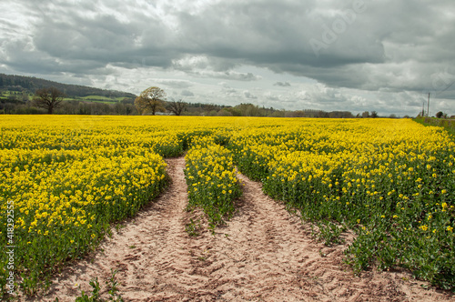 Canola fields in the British countryside.