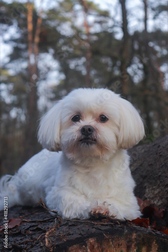 Hundeportrait 