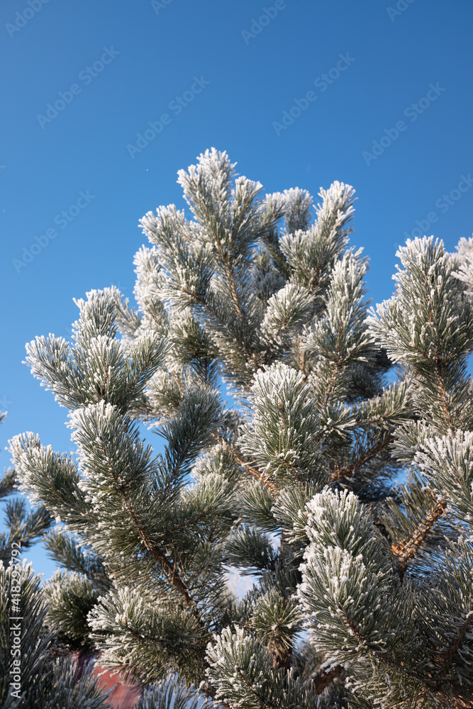 Green branches of a Christmas tree, covered with snow in winter, on a sunny day. Green branches of a Christmas tree, covered with snow in winter, on a sunny day.