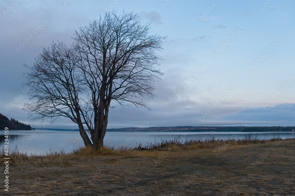 Birch on the background of Lake Storsjön