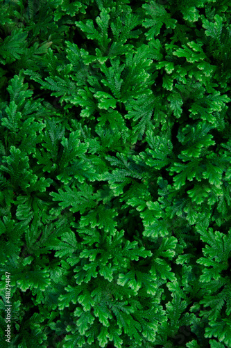 close up green color of fern leaves