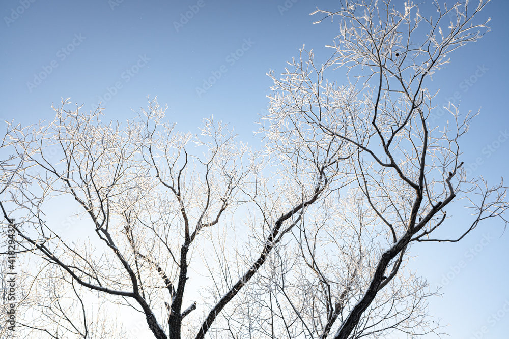 Branches of trees covered with white frost against the blue sky, winter landscape. Branches of trees covered with white frost against the blue sky, winter landscape.