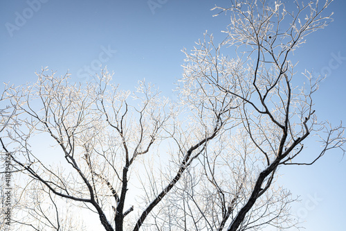 Branches of trees covered with white frost against the blue sky  winter landscape.