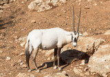 white oryx or arabian oryx in the desert
