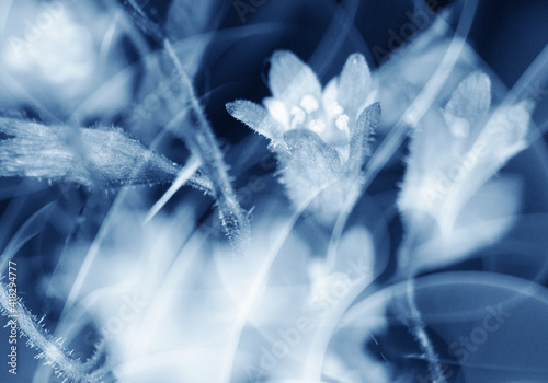 Pretty Close Up of Abstract Blue Flowers © squeebcreative