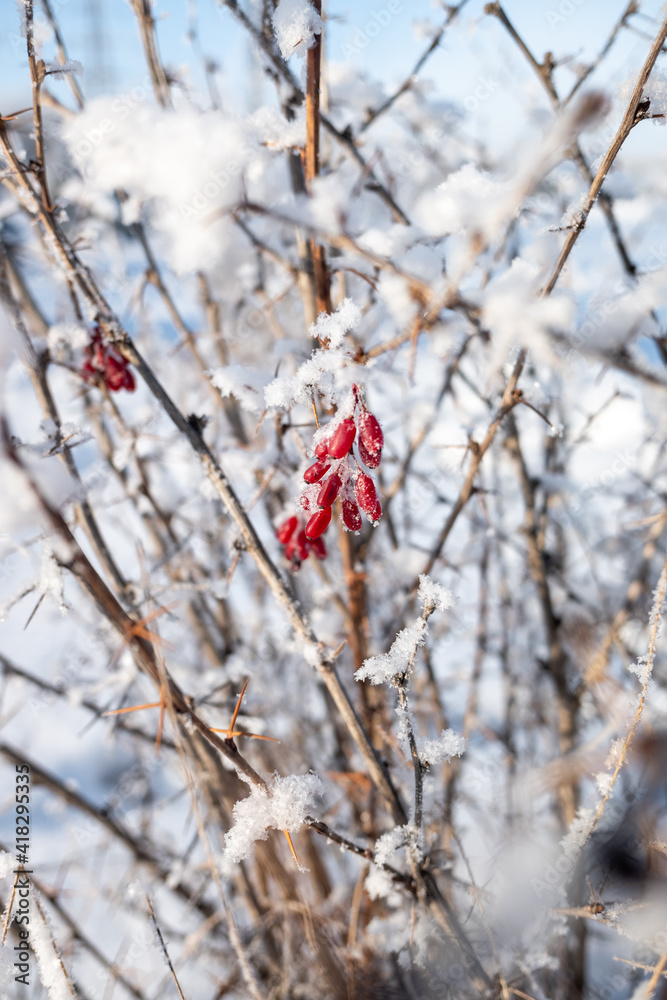red barberry berries frozen in winter on the branches red barberry berries frozen in winter on the branches