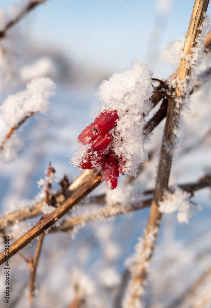 red barberry berries frozen in winter on the branches red barberry berries frozen in winter on the branches