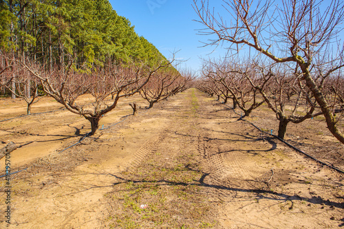 Rows of Peach trees and tire tracks on a Peach tree orchard clear blue sky straight